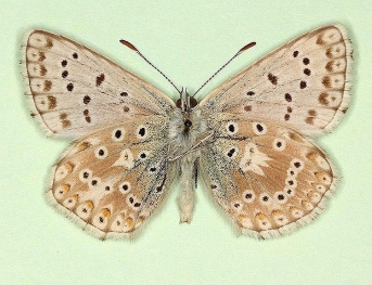 postincrescens Chalkhill Blue (Polyommatus (Lysandra) coridon)