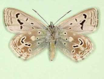 decrescens Chalkhill Blue (Polyommatus (Lysandra) coridon)