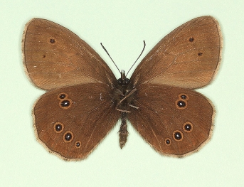 nigra + ab-nov Ringlet (Aphantopus hyperanthus)