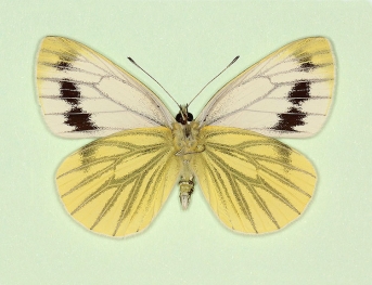 interjuncta Green-veined White (Pieris napi)