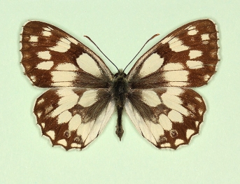 trans ab. nicoleti Marbled White (Melanargia galathea)