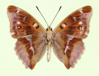 iolata Purple Emperor (Apatura iris)