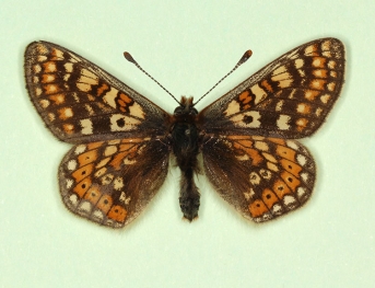 nigromaculata Marsh Fritillary (Euphydryas aurinia)
