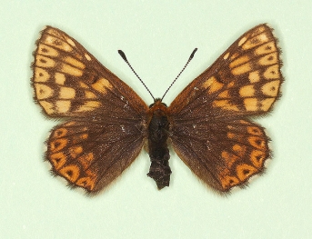 anti-leucodes Duke of Burgundy (Hamearis lucina)