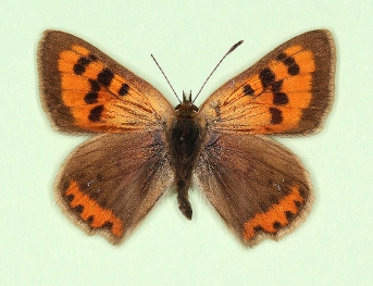 juncta Small Copper (Lycaena phlaeas)