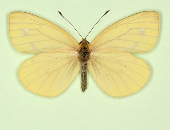 sulphurea + pallidus Green-veined White (Pieris napi)