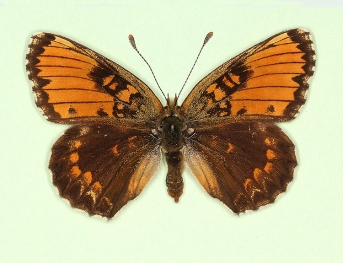 horvathi Glanville Fritillary (Melitaea cinxia)
