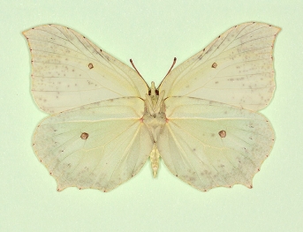 rubescens Brimstone (Gonepteryx rhamni)