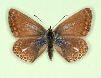 albocuneata Common Blue (Polyommatus (Lysandra) icarus)