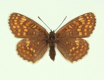 bifasciata Heath Fritillary (Melitaea athalia)