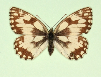 fasciata Marbled White (Melanargia galathea)