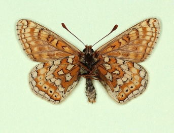 ocellata Marsh Fritillary (Euphydryas aurinia)