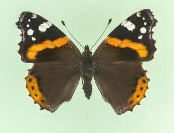 eos Red Admiral (Vanessa atalanta)