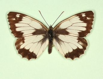 mosleyi Marbled White (Melanargia galathea)