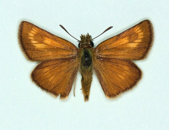 distincta Lulworth Skipper (Thymelicus acteon)