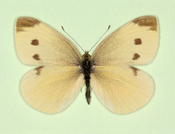 flava Small White (Pieris rapae)
