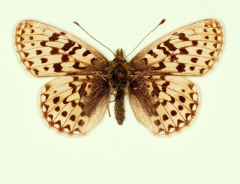 pallida + nov Pearl-bordered Fritillary (Boloria euphrosyne)