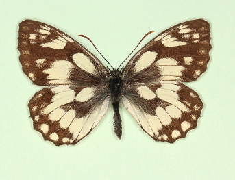 valentini Marbled White (Melanargia galathea)