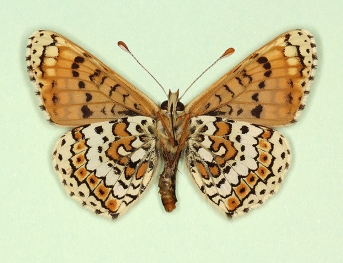 semijubilaris Glanville Fritillary (Melitaea cinxia)