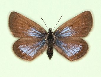 caerulescens Silver-studded Blue (Plebejus argus)