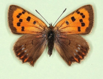 radiata + caeruleopunctata Small Copper (Lycaena phlaeas)