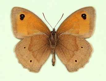 biocellata Meadow Brown (Maniola jurtina)