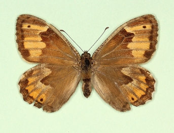 monocellata Grayling (Hipparchia semele)