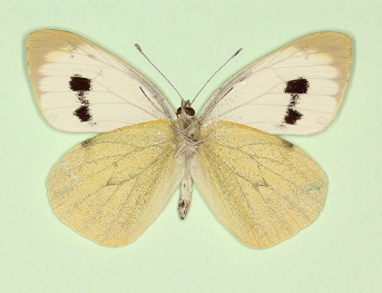 infra-fasciata Large White (Pieris brassicae)