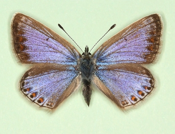 supra-caerulea Common Blue (Polyommatus (Lysandra) icarus)