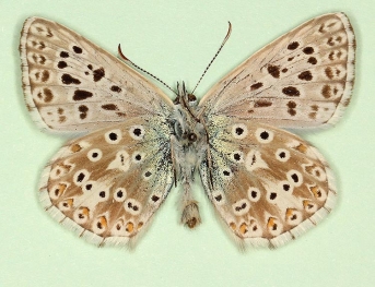 antitransiens Chalkhill Blue (Polyommatus (Lysandra) coridon)