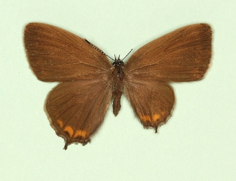 asymmetrical Black Hairstreak (Satyrium pruni)