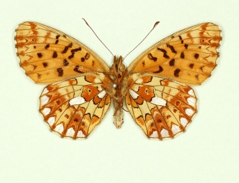 ab. nov Pearl-bordered Fritillary (Boloria euphrosyne)