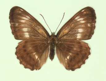 obliterae White Admiral (Limenitis camilla)