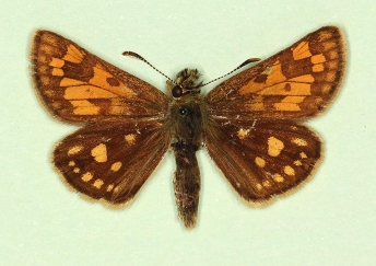 luteana Chequered Skipper (Carterocephalus palaemon)