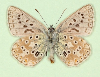 glomerata + bibasijuncta Chalkhill Blue (Polyommatus (Lysandra) coridon)