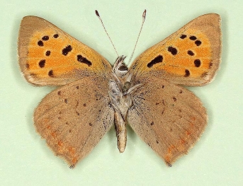 discojuncta Small Copper (Lycaena phlaeas)