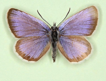 dexpathological Silver-studded Blue (Plebejus argus)