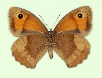 postauralancea Meadow Brown (Maniola jurtina)