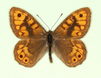 postreducta Wall (Lassiommata megaera)