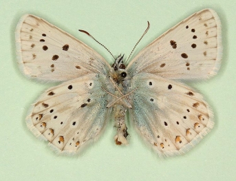albescens Chalkhill Blue (Polyommatus (Lysandra) coridon)