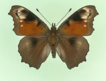 belisaria  Peacock (Inachis io)
