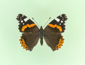 nana Red Admiral (Vanessa atalanta)