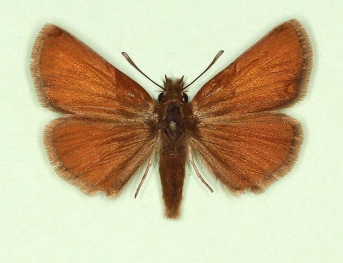 brunnea Essex Skipper (Thymelicus lineola)