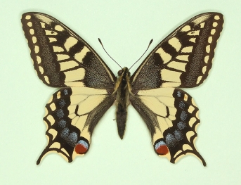 flavofasciata + bimaculatus Swallowtail (Papilio machaon)
