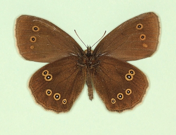 nigra Ringlet (Aphantopus hyperanthus)