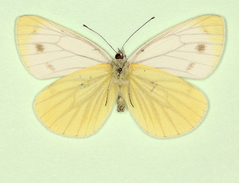 deficiens Green-veined White (Pieris napi)