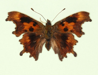 suffusa Comma (Polygonia c-album)