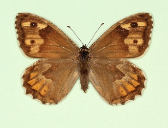 tenebrosa Grayling (Hipparchia semele)