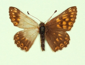 sinis scale defect Duke of Burgundy (Hamearis lucina)