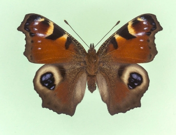 fischeri Peacock (Inachis io)